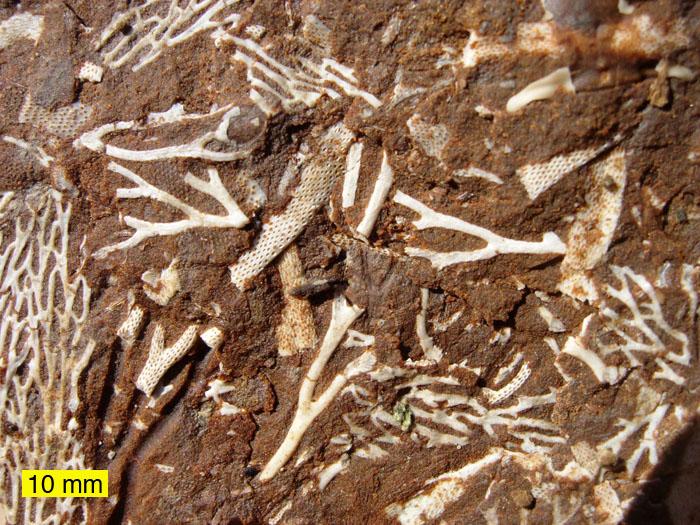 Bryozoans Bryozoan Facts: Phylum: Bryozoa (old) Phyla: Entoprocta, Ectoprocta (new) Range: