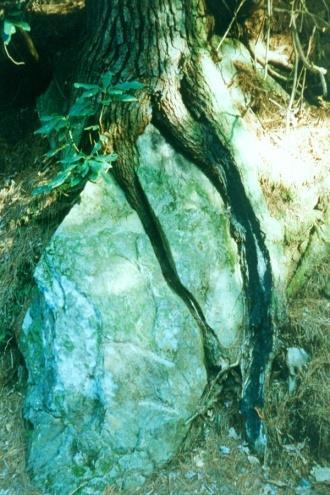 Roots of trees put pressure on rocks