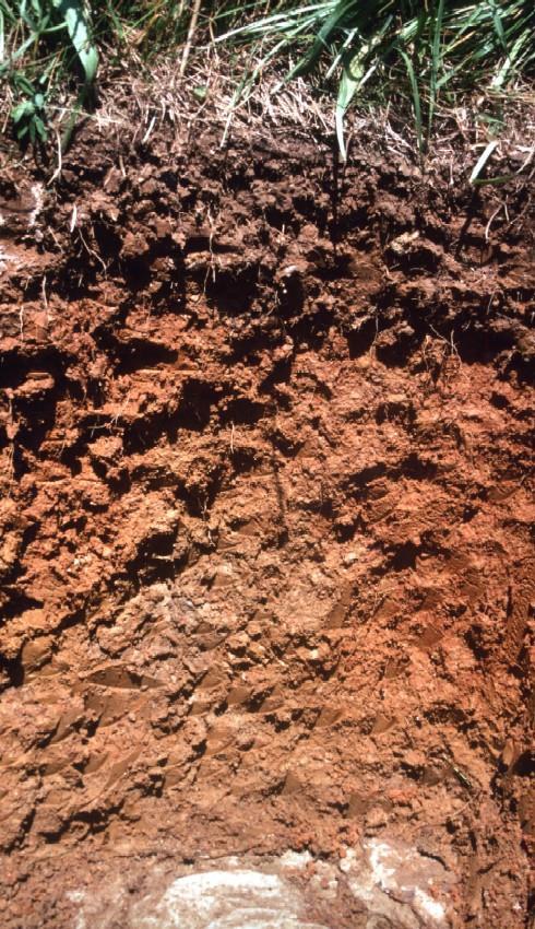 Soil Soil consists of: Regolith: minerals and
