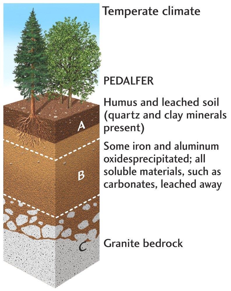 Soil Types Pedalfer These soils are rich in Aluminum and Iron.