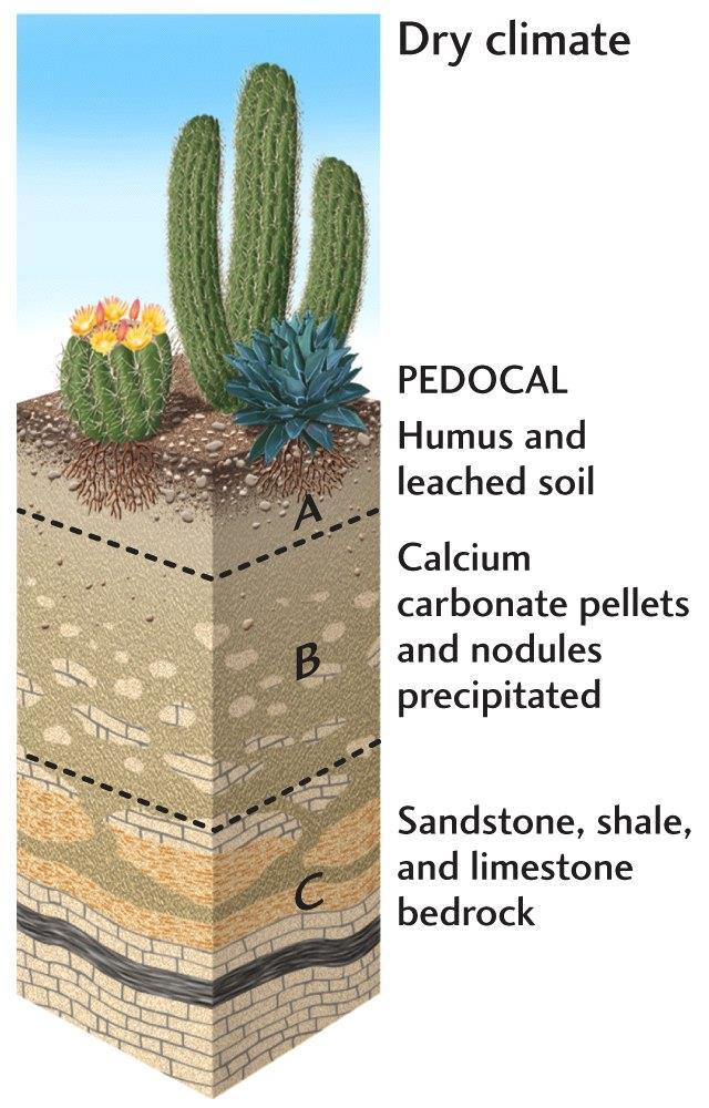 Soil Types Pedocal These soils are rich in Calcium.