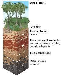 The high rainfall has caused leaching of most of the elements and nutrients from the soil.