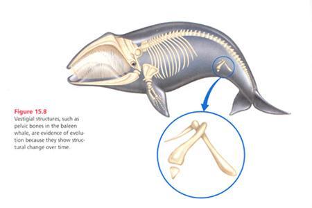 Example: Hip bones in whales and dolphins no longer