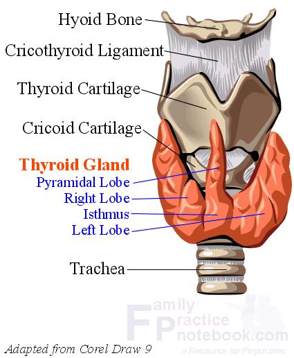 Thyroid gland 11/43 Nuclear Power Plants Civilian nuclear
