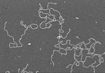 M. & McCarthy, T. J. Polymer Monolayers Prepared by the Spontaneous Adsorption of Sulfur-Functionalized Polystyrene on Gold Surfaces. Macromolecules 21, 1204-1208 (1988). 2. Orendorff, C. J., Hankins, P.
