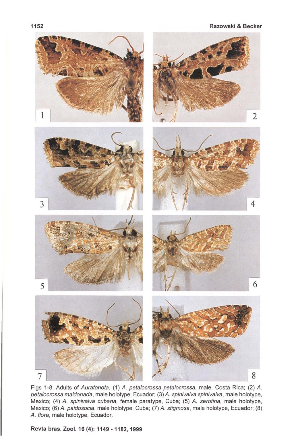 1152 Razowski & Becker 2 Figs 1-8. Adults of Auratonota. (1) A. peta/ocrassa peta/ocrassa, male, Costa Rica; (2) A. peta/ocrassa ma/donada, male holotype, Ecuador; (3) A.