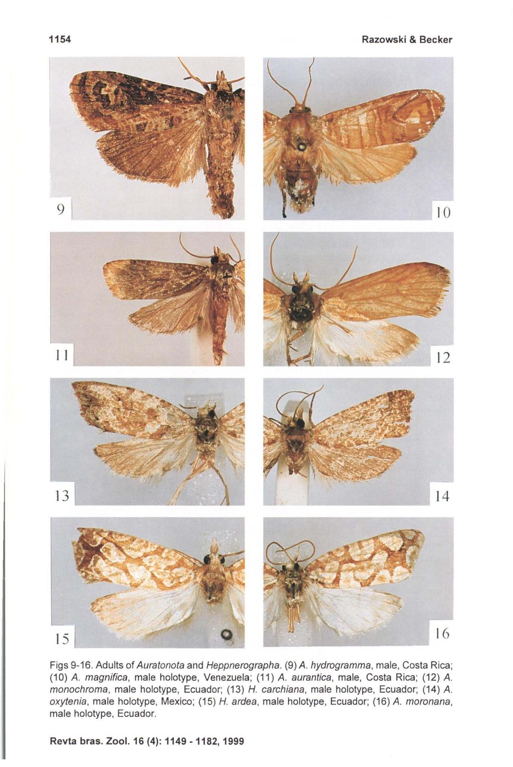1154 Razowski & Becker Figs 9-16. Adults of Auratonota and Heppnerographa. (9) A. hydrogramma, male, Costa Rica; (10) A. magnifica, male holotype, Venezuela; (11) A.