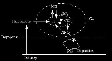 Propagation: d[ Ox ] Cl + O 3 ClO + O 2 = 2k[ ClO][ O] dt ClO + O Cl + O 2 Net: O 3 + O 2O Chain length > 10 (10 3 in 2 upper stratosphere) Termination: Cl