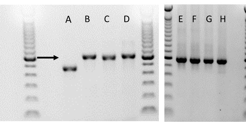 Figure 3: PCR products run on a 1% agarose gel. A = Klebsormidium, B = KGK4770 (C. foliolosa), C = KGK4839 (C. rusbyana), D = KGK2150 (C. zeylanica), E = strain KGK0008 (C. foliolosa), F = KGK0192 (C.