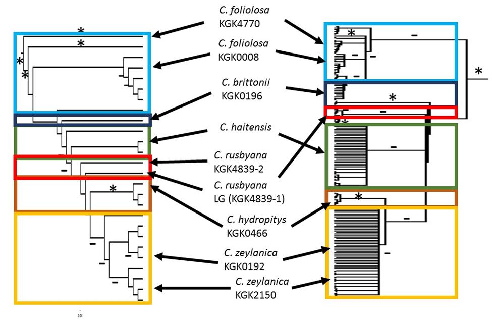 The major species-clades from the chloroplast phylogeny and their corresponding taxa in the ITS2 nuclear phylogeny are boxed with corresponding colors. Though the C.