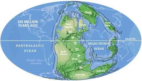 End Permian-250mya Effect 90-96% of all species http://www.nationalgeographic.