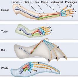 Comparative Embryology Comparative Fossil Anatomy