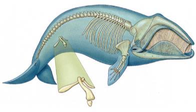 ancestral organism. Appendix in humans Vestigial organs Pelvic bones in whales.
