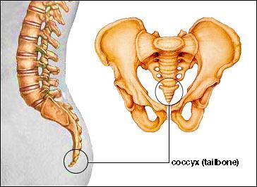Coccyx (tailbone) Vestigial organs Nictitating membrane in humans.