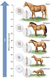 Change in lineages Extinction Example: horses Comparative Fossil Anatomy 