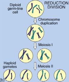 14 The stages of meiosis Meiosis - Summary MEIOSIS II: Chromatids