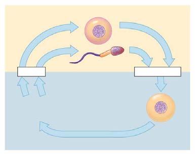 Meiosis Learning Goals Meiosis 1. Understand the differences between homologous chromosomes and sister chromatids. 2. Distinguish between 1. autosomes and sex chromosomes. 2. somatic cells and reproductive cells 3.