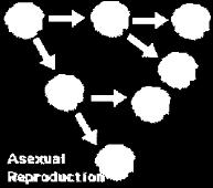 b. Oogenesis One diploid cell undergoes meiosis and unequal cytokinesis to produce one egg cell and three smaller cells called polar bodies which degenerate. 3. Asexual and sexual reproduction a.