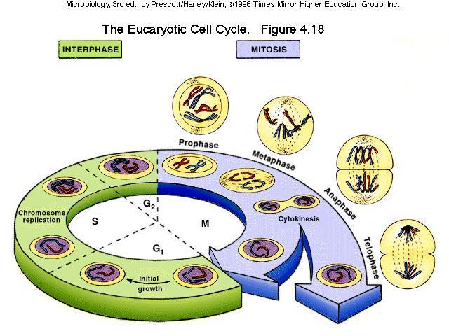 1. The cell cycle Repeating set of events that makes up the life of the cell. a. Stages 1. Interphasetime between cell divisions. 2. Mitosis (M-phase) nucleus divides. 3.