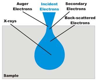 Interaction Volume in Compact Samples Secondary electrons (SE) Low energy < 50 ev (inelastic interactions) Information about topology and morphology Back-scattered electrons (BSE) High energy E 0