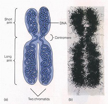 Chromosomes in Dividing Cells Duplicated chromosomes are called