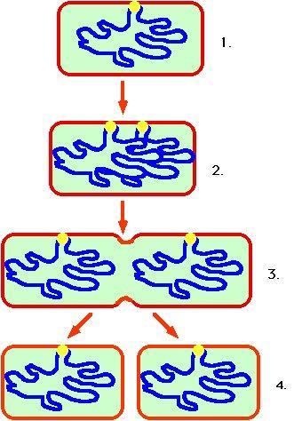 Cell Division in Prokaryotes Prokaryotes such as bacteria divide into 2 Parent cell identical cells by the process of binary fission Chromosome