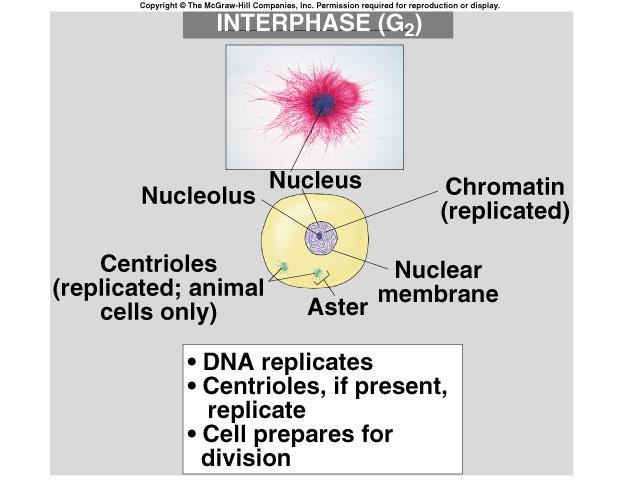 What s Happening in Interphase?