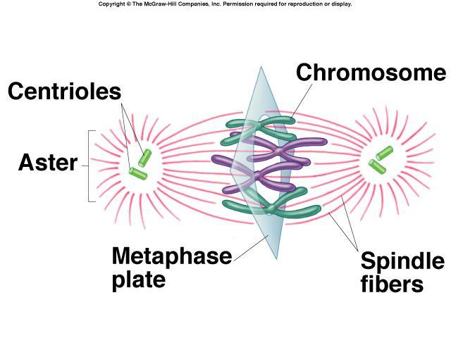 Metaphase Chromosomes, attached to the kinetochore fibers, move to the center of the