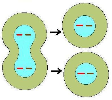 Identical Daughter Cells What is the 2n or diploid number?