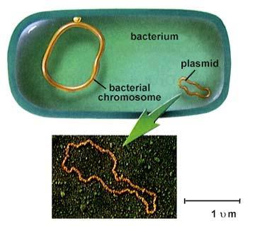 Prokaryotic Chromosome The DNA of prokaryotes (bacteria) is one,