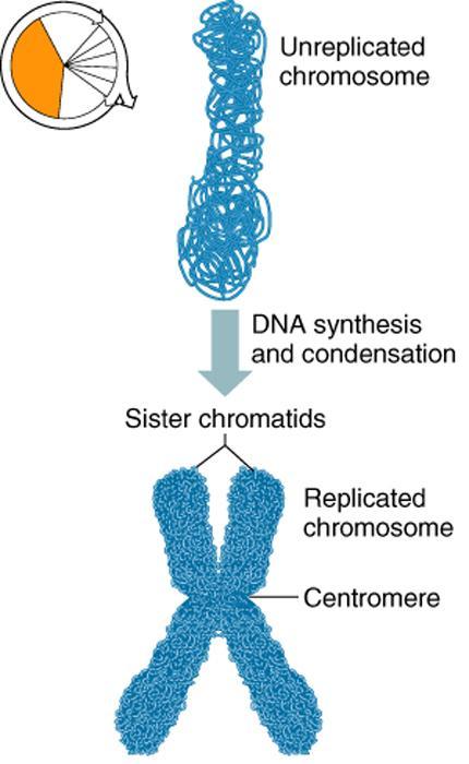 Replication of Chromosomes Replication is the process of duplicating a chromosome Occurs prior to