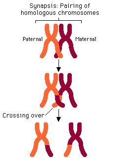 Crossing-Over Homologous chromosomes in a tetrad cross over each other Pieces of