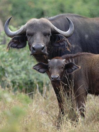 Overview Modelling densities of the African buffalo Adjustment for