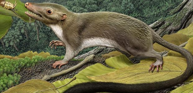 Mammalian evolution Cenozoic Era - Age of the Mammals ~75 mya all living groups of mammals diverged