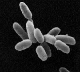 The first life forms appeared around 3.8 billion years ago. It s believed these organisms were anaerobic microbes that could live in the absence of oxygen.