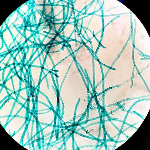 Approximately 2.5 billion years ago, cyanobacteria appear. Cyanobacteria, also known as blue-green algae, introduced oxygen into Earth s atmosphere.
