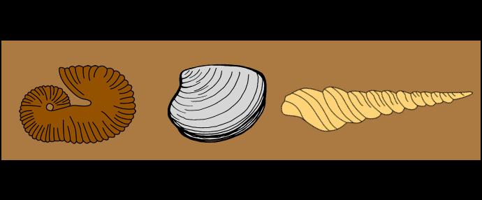 If an unknown fossil is found in a layer of rock with two index fossils from different but overlapping time periods, the unknown fossil must have lived during the overlapping time period.