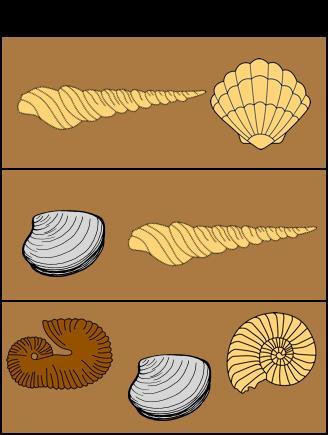 Index fossils are also helpful in determining missing fossils or layers of rock in different locations.