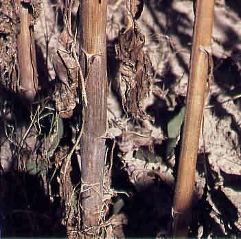The grown up plants also show symptoms after flowering stage.