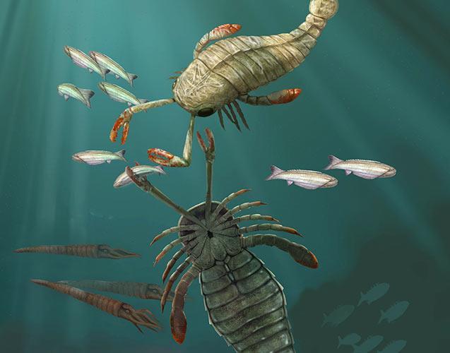 Trilobites and ancient mollusks also existed First clear evidence