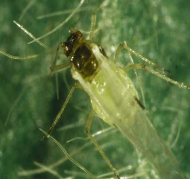 Aphid life cycle Most aphids can alternate forms