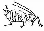 Outline Background and key characters Host-plant relationships Aphid biology and life cycle