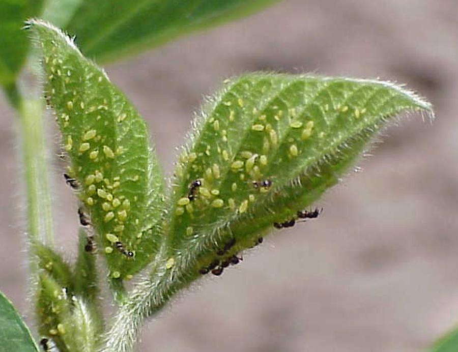 Do aphids hire security