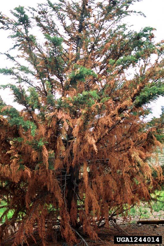 Giant conifer
