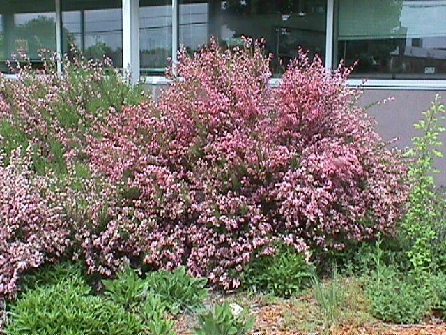 Many of the shrubs are aromatic,