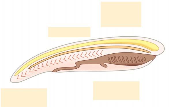 Chapter 34: Vertebrates Name Period Chapter 34: Vertebrates Concept 34.1 Chordates have a notochord and a dorsal, hollow nerve cord 1. We are vertebrates. What phylum do we belong to? 2.