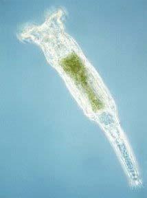 Bdelloid Rotifers haven t reproduced sexually for > 80 million years- each