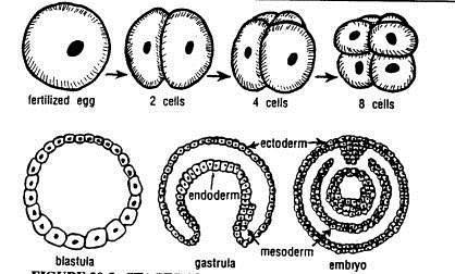 Cell Layers 1. Ectoderm: the outer layer of cells of the gastrula; outside of the body (hair, nails, feathers, scales) and nervous system 2.