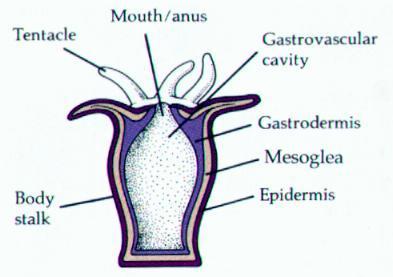 Body Cavity Gut: cavity used for digestion (A)