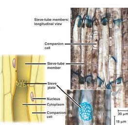 H 2 O & minerals Sugars Vascular Tissue Transports materials in roots, stems & leaves Xylem carry water & minerals up from roots